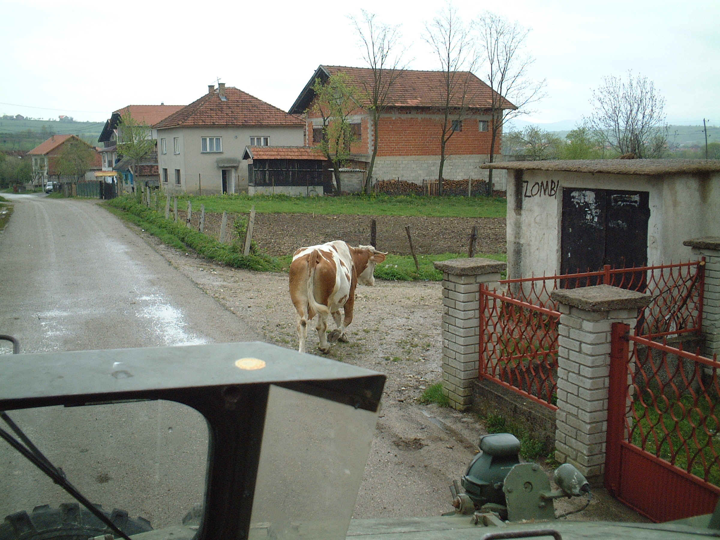 Cow out for a walk.JPG (780234 bytes)
